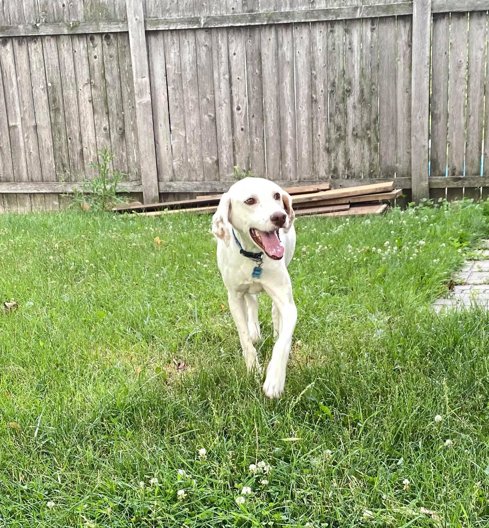Henry